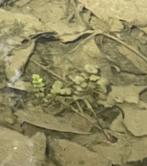 Cardamine pensylvanica