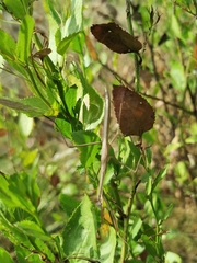 Tenodera australasiae