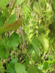 Tenodera australasiae