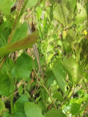 Tenodera australasiae