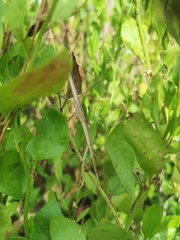 Tenodera australasiae