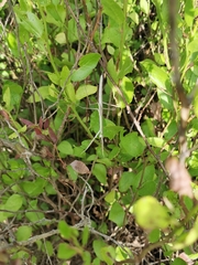 Tenodera australasiae