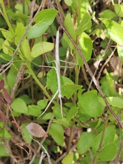 Tenodera australasiae