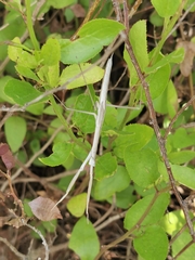 Tenodera australasiae