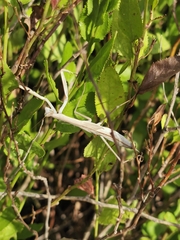 Tenodera australasiae