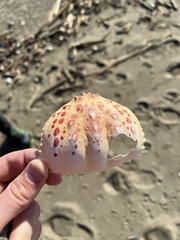 Calappa granulata