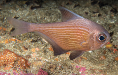 Pempheris multiradiata
