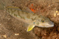 Sillago ciliata