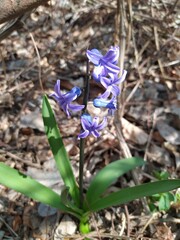 Hyacinthus orientalis