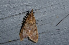 Uresiphita maorialis