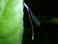 Agriocnemis exsudans