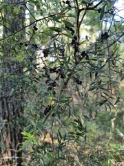 Acrotriche aggregata