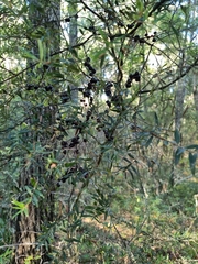 Acrotriche aggregata