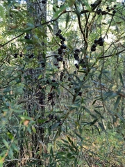 Acrotriche aggregata