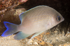 Mecaenichthys immaculatus
