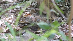 Turnix melanogaster