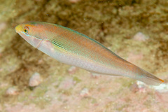 Stethojulis interrupta