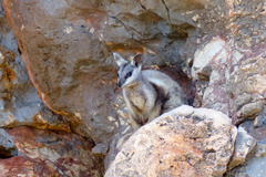 Petrogale lateralis
