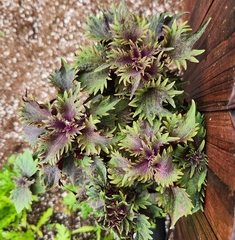 Perilla frutescens
