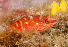 Hypoplectrodes maccullochi