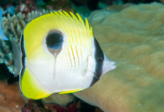 Chaetodon unimaculatus