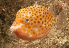 Anoplocapros inermis