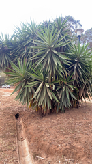 Yucca gigantea image