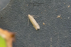 Dichomeris ligulella