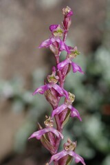 Disperis tysonii