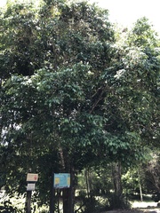 Myrtaceae