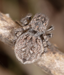Maratus harrisi