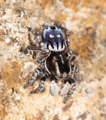 Maratus harrisi