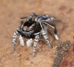 Maratus harrisi