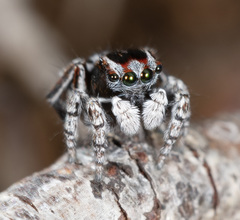 Maratus harrisi
