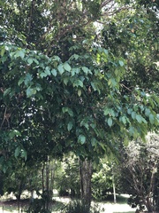Myrtaceae