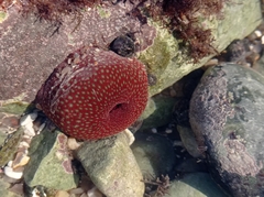 Actinia fragacea