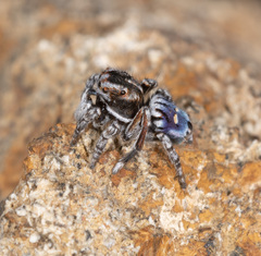 Maratus harrisi
