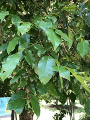 Myrtaceae