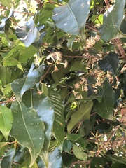 Myrtaceae