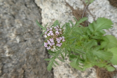 Centranthus calcitrapae