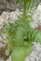 Centranthus calcitrapae