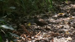 Turnix melanogaster