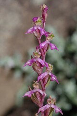 Disperis tysonii