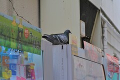 Columba livia domestica