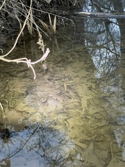 Cardamine pensylvanica