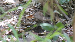 Turnix melanogaster