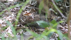 Turnix melanogaster