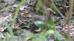 Turnix melanogaster
