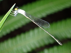 Agriocnemis exsudans