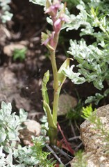 Disperis tysonii